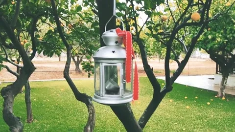 Candle Lantern Hanging from Lemon Tree Branch and Moving from the Breeze Stock Footage 147037498