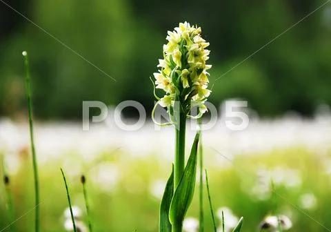 Like a candle in the marsh Stock Photos