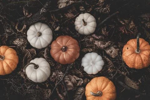 Candle in the shape of a pumpkin on a background Stock Photos