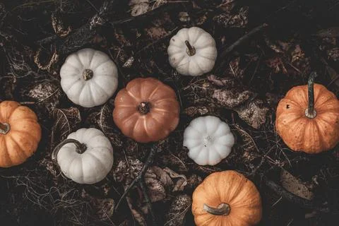 Candle in the shape of a pumpkin on a background Stock Photos