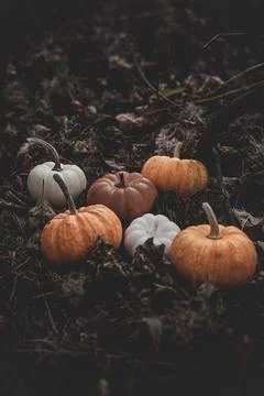 Candle in the shape of a pumpkin on a background Stock Photos