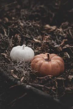 Candle in the shape of a pumpkin on a background Stock Photos