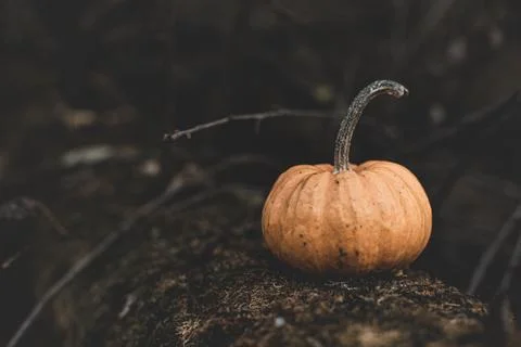 Candle in the shape of a pumpkin on a background Stock Photos