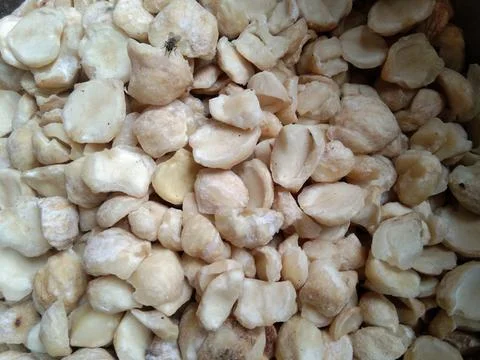 Candlenut Stock Photos