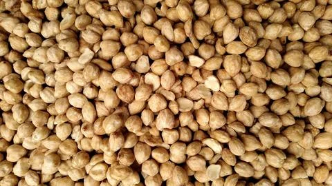 Candlenut Photos