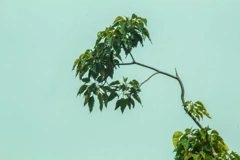 Candlenut tree Stock Photos