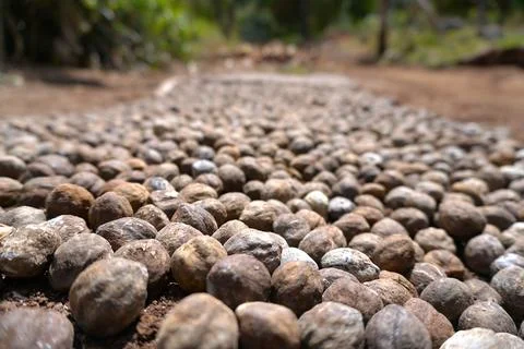 Candlenuts are being sun-dried under the scorching sun Stock Photos