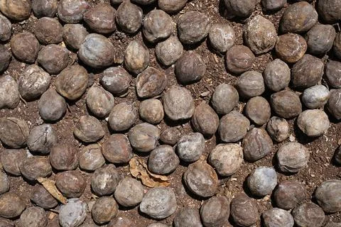 Candlenuts are being sun-dried under the scorching sun Stock Photos