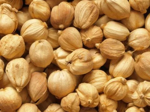 Candlenuts Stock Photos