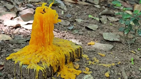 Candles melt on the brick, symbolizing prayers and intentions. Stock Footage 309023484