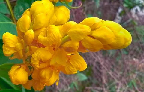 CANDLESTICK CASSIA Stock Photos