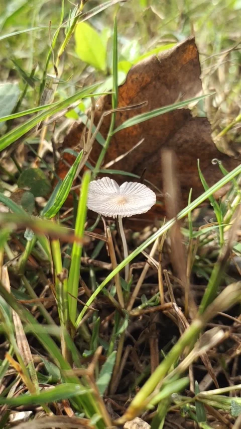 Candolleomyces candolleanus Stock Footage 278847291