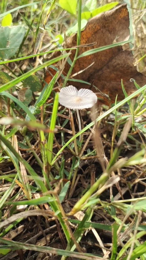 Candolleomyces candolleanus Stock Footage 278847355