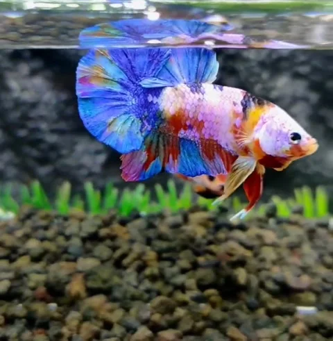 Candy betta fish Stock Footage 231226139