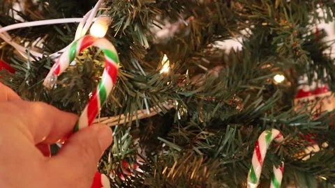 Candy Cane Hanging on Christmas Tree Celebration Red and Green Stock-Footage 145875565