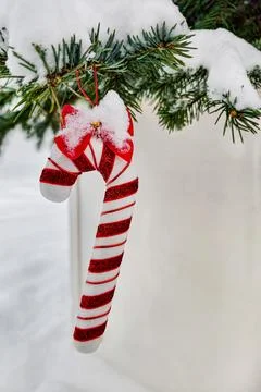 A candy cane hangs from a green tree branch covered in snow. The scene shows  Stock Photos