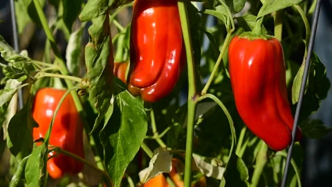 Candy Cane Sweet Pepper Stock Footage 171190917