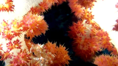 Candy crab hides among polyps of soft corals. Lembeh strait Indonesia.. Vídeos de archivo 78981852