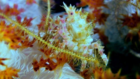 Candy crab walking on its colorful tree soft coral and brittle star leg nearby Stock Footage 112452289