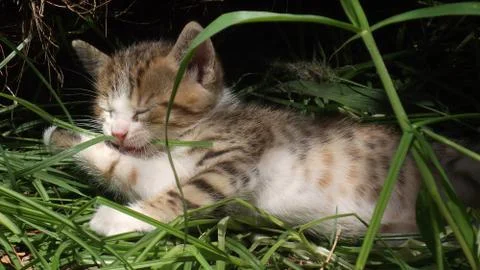 Candy foot 스톡 사진