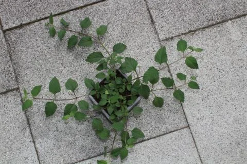 Candy leaf on a stone floor Stock Photos