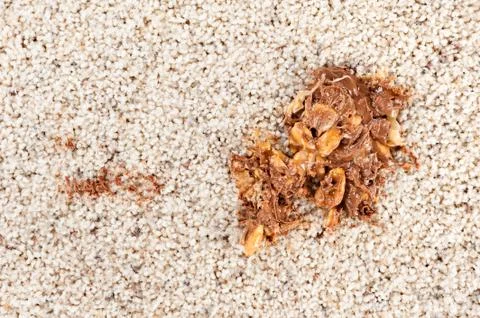 Candy stuck to carpet Stock Photos