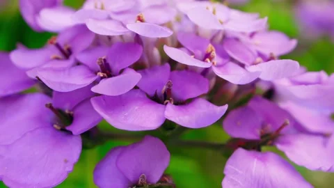 Candy tuft flower head macro close up stock footage Stock Footage 339674022