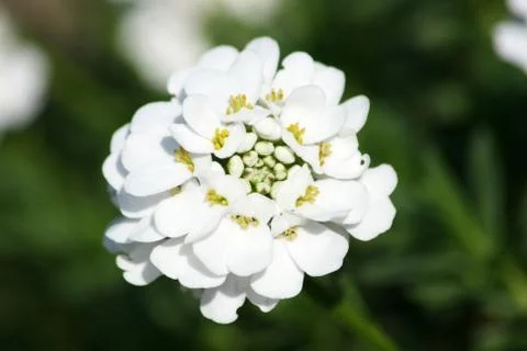 Candytuft (Iberis sempervirens) Stock Photos