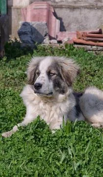 Cane 2 스톡 사진