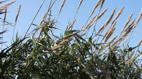 Cane, Arundo donax Vidéo 44519044