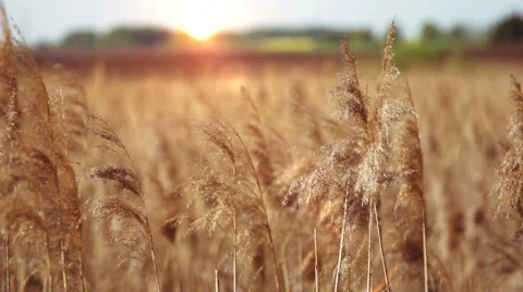 The cane on the backdrop of the setting sun Stock Footage 61331173