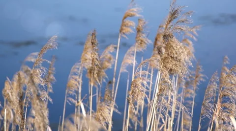 Cane on a background of blue water, close up Stock Footage 61331202