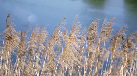 Cane on a background of blue water Stock Footage 61331221