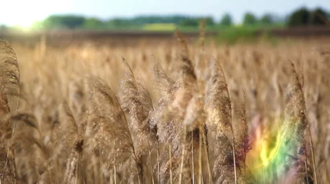 Cane on a background of the rising sun Stock Footage 61331157