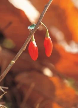 Cane with Berry 库存照片