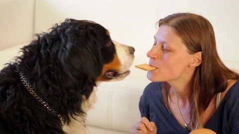 Cane biscotto Stock Footage 135918287