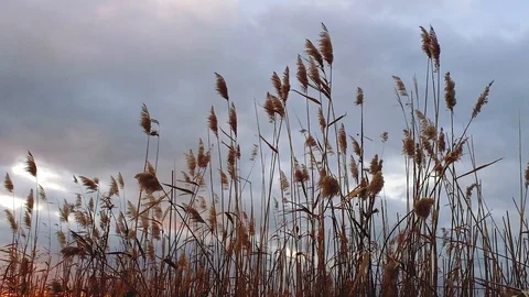 Cane blowing in the wind during sunset Stock Footage 100514015