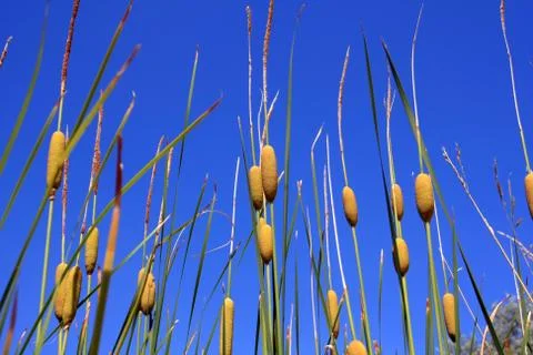 Cane on the blue sky background Stock Photos