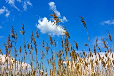 Cane on blue sky background Stock Photos
