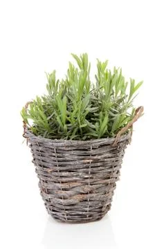 Cane bucket with lavender Stock Photos
