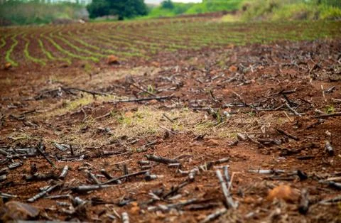 Cane burned Foto stock