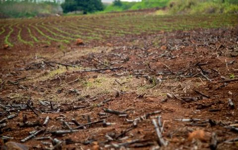 Cane burned Stock Photos