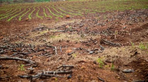 Cane burned Stock Photos