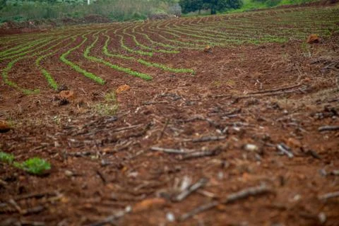 Cane burned Foto stock