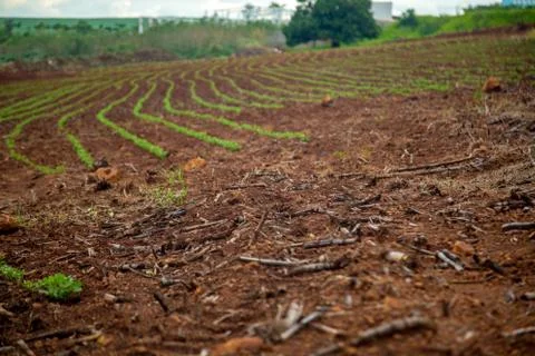 Cane burned Stock Photos