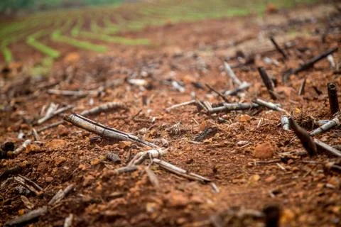 Cane burned Stock Photos