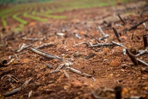 Cane burned Stock Photos