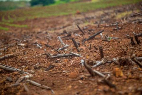 Cane burned Stock Photos