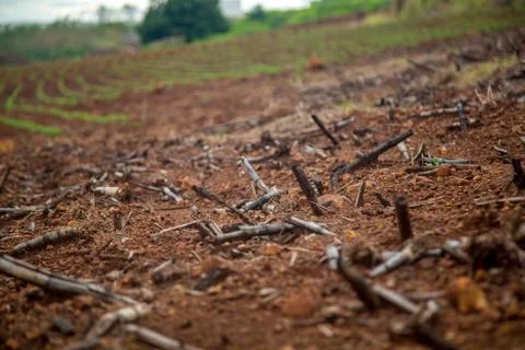 Cane burned Stock Photos