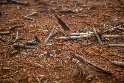 Cane burned Stock Photos